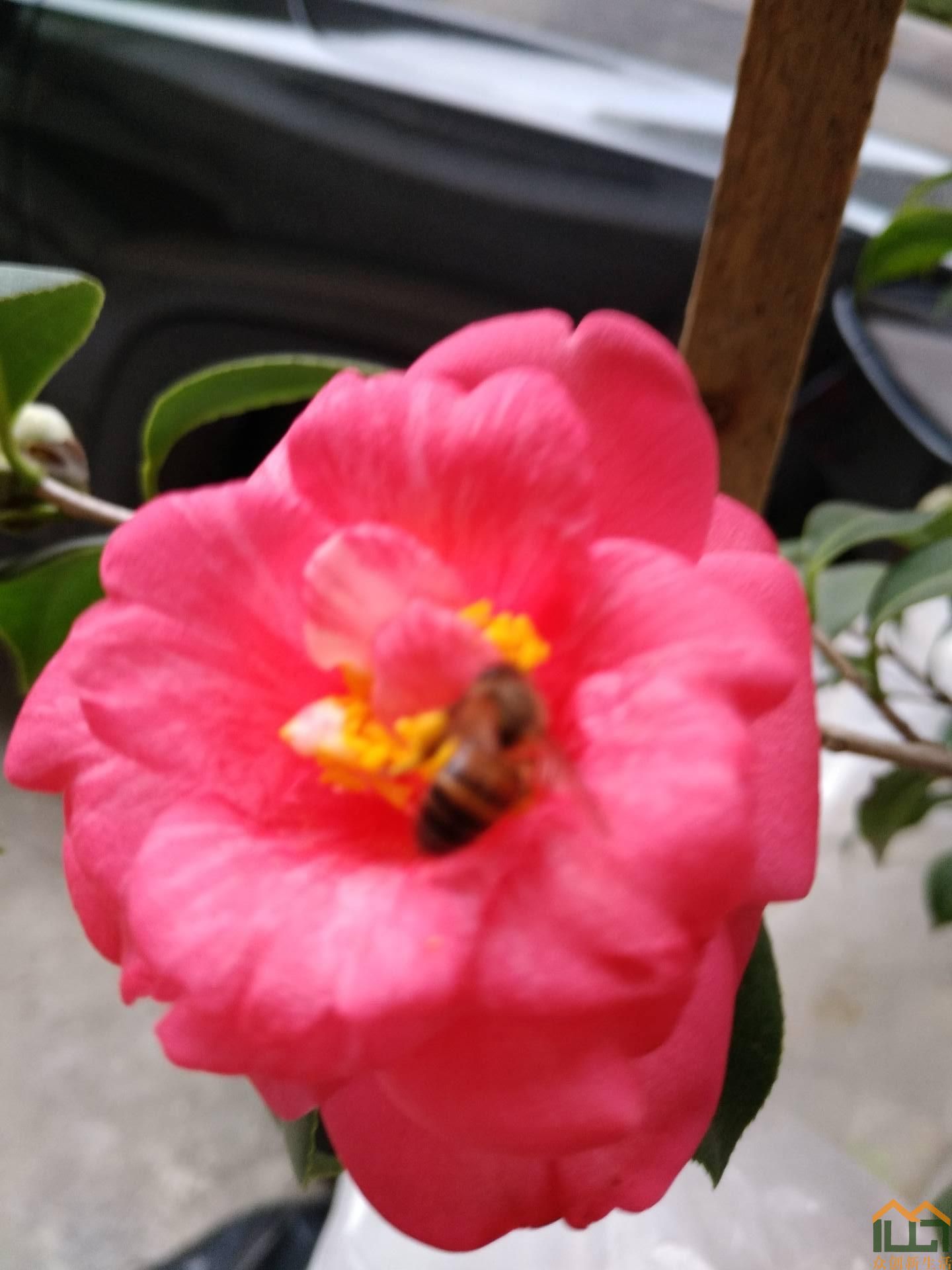花开蜂自来